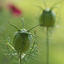Schmuckbild